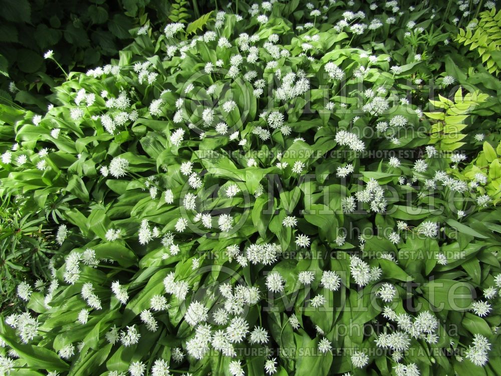 Allium ursinum (wild garlic, ramsons, buckrams, broad-leaved garlic, wood garlic, bear leek or bear's garlic) 3