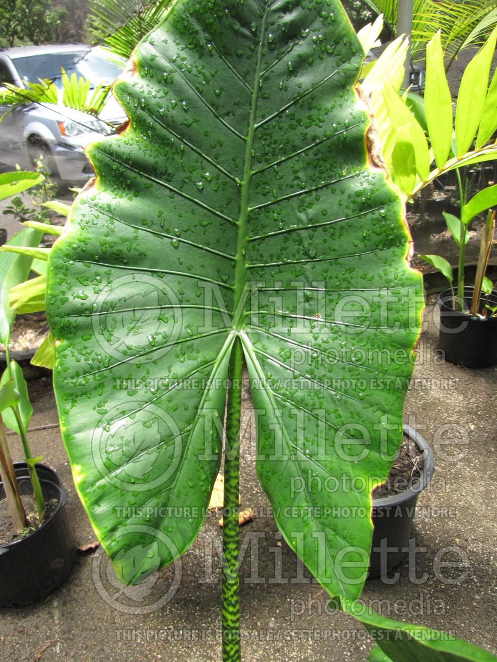 Alocasia Zebrina (Alocasia elephant ear taro) 2