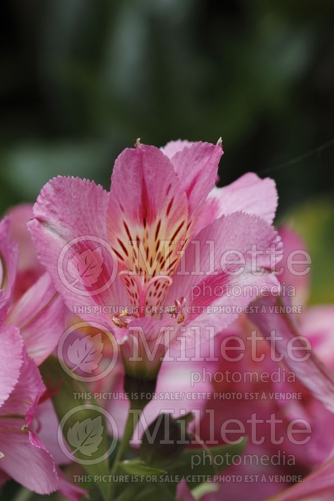 Alstroemeria Colorita Happy Garden Days (Lily-of-the-Incas) 3
