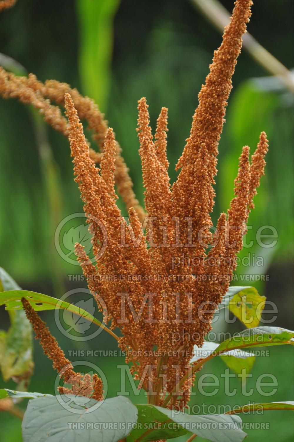 Amaranthus Hot Biscuits (Amaranth) 4