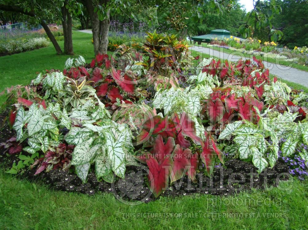 Garden landscaping with many caladiums 57