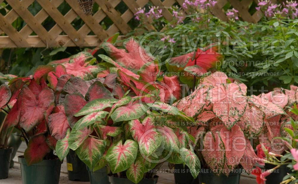 Garden landscaping with caladiums 59