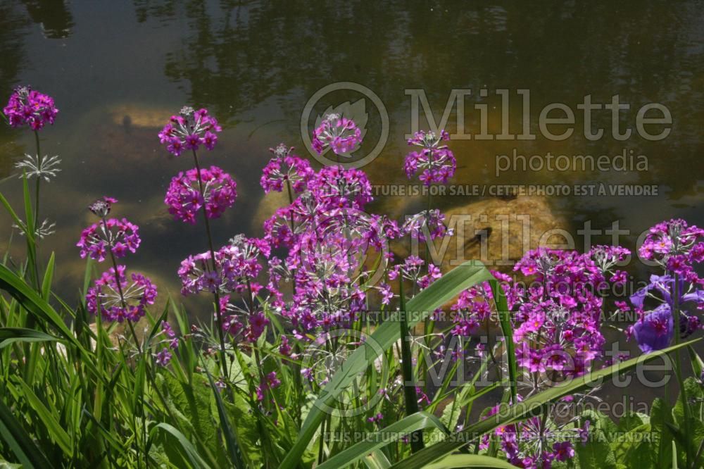 Garden landscaping with primula primrose and perennial and annual flowers and shrub 20
