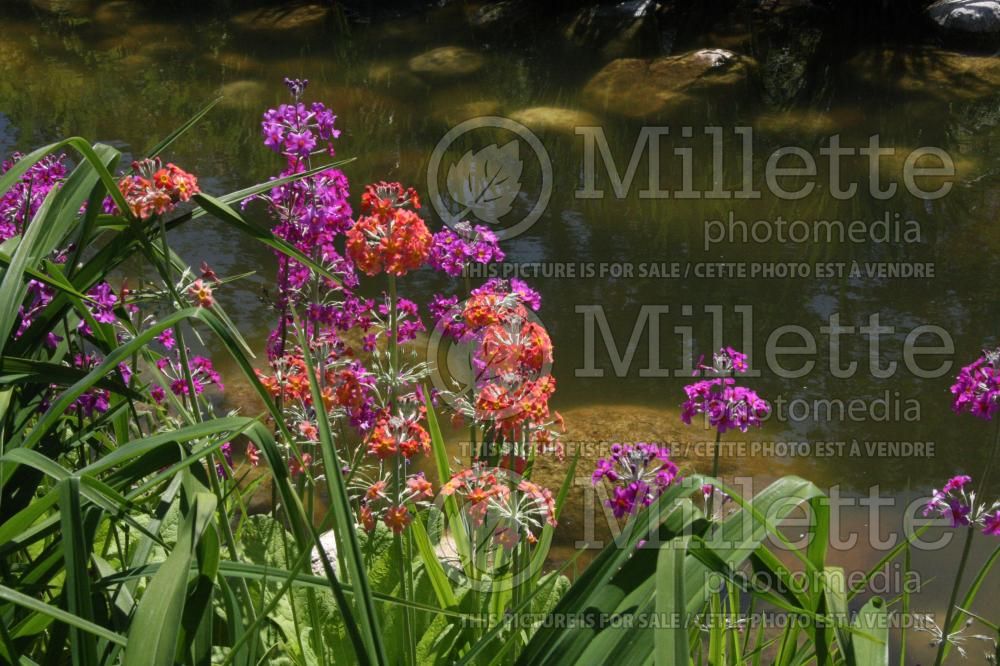 Garden landscaping with primula primrose and perennial and annual flowers and shrub 22