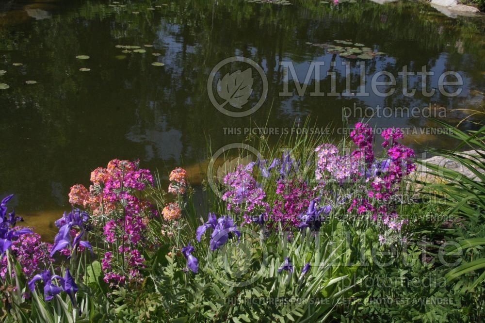 Garden landscaping with primula primrose and perennial and annual flowers and shrub 23