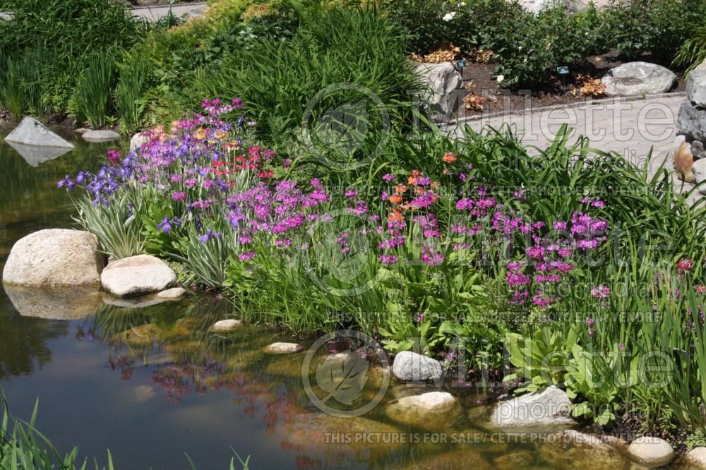 Garden landscaping with primula primrose and perennial and annual flowers and shrub 24