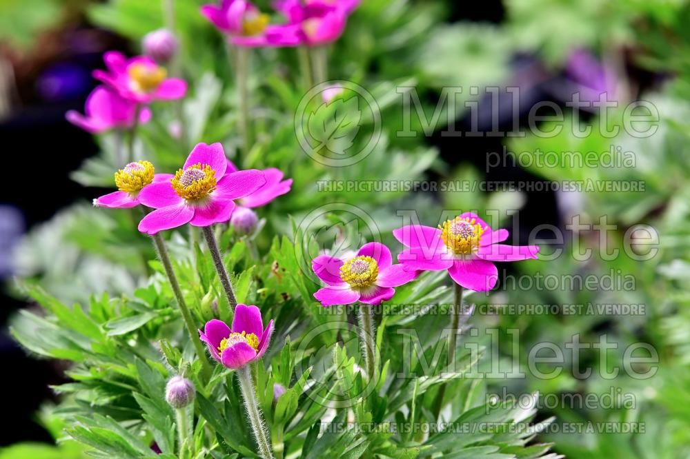 Anemone Spring Beauty Pink (Anemone) 3