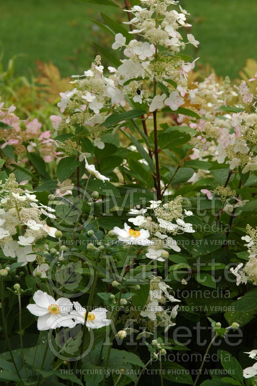 Anemone Honorine Jobert (Japanese Anemone) 2