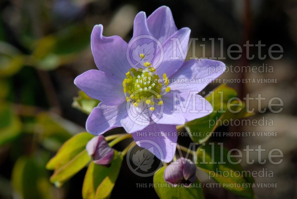 Anemonella Babe (Rue Anemone) 1