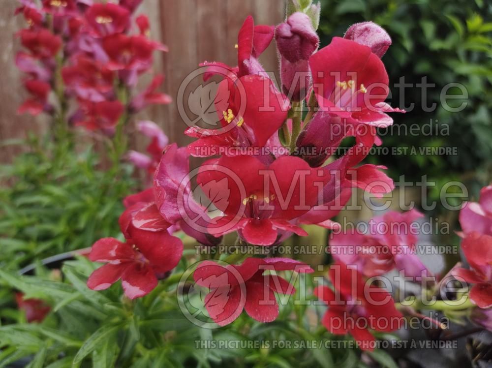 Antirrhinum Dazzling Lips Red (Snapdragon) 1