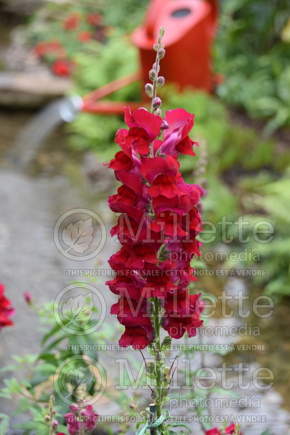 Antirrhinum Overture 11 Red (Snapdragon) 1