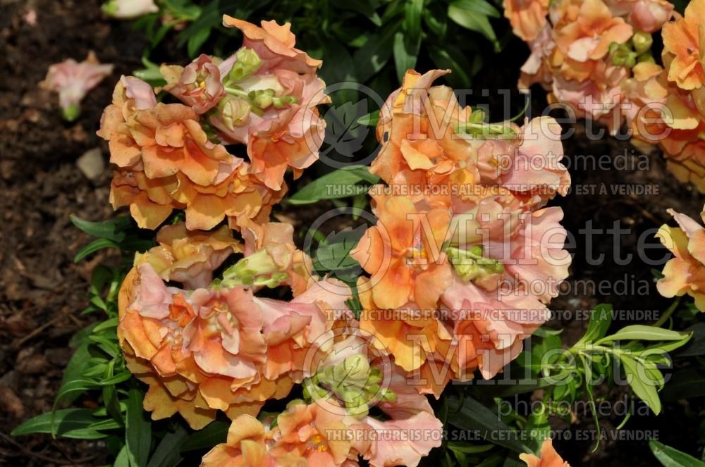 Antirrhinum Twinny Peach (Snapdragon) 1