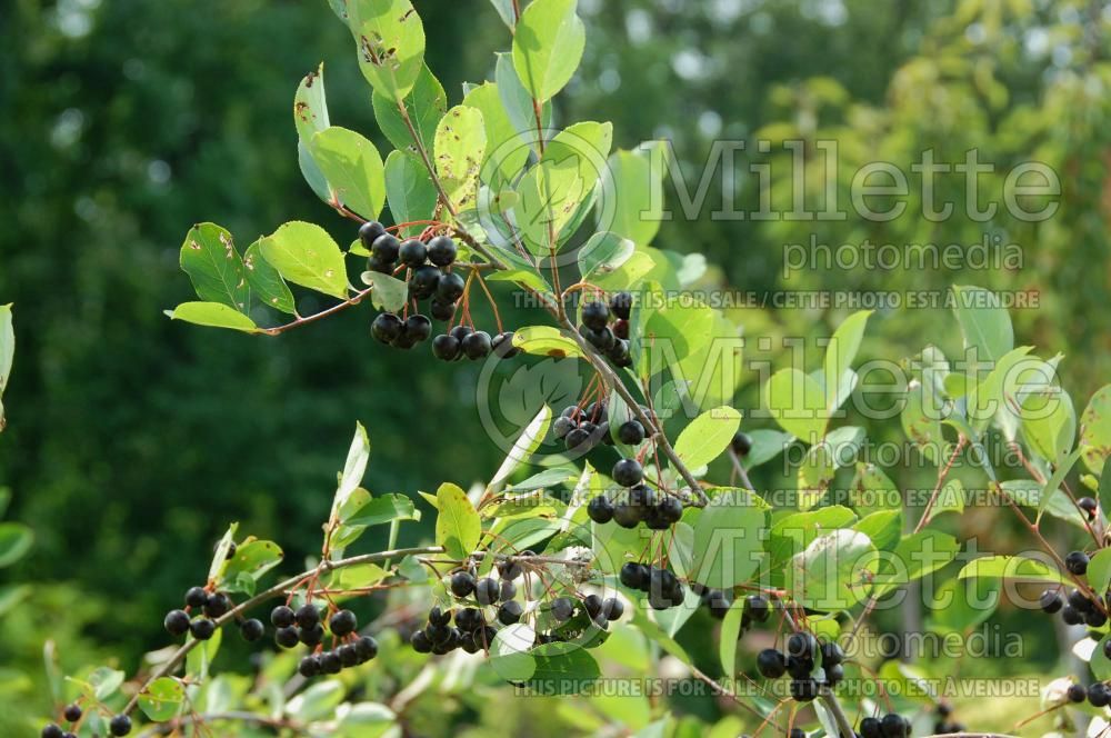 Aronia Autumn Magic (Black Chokeberry) 9