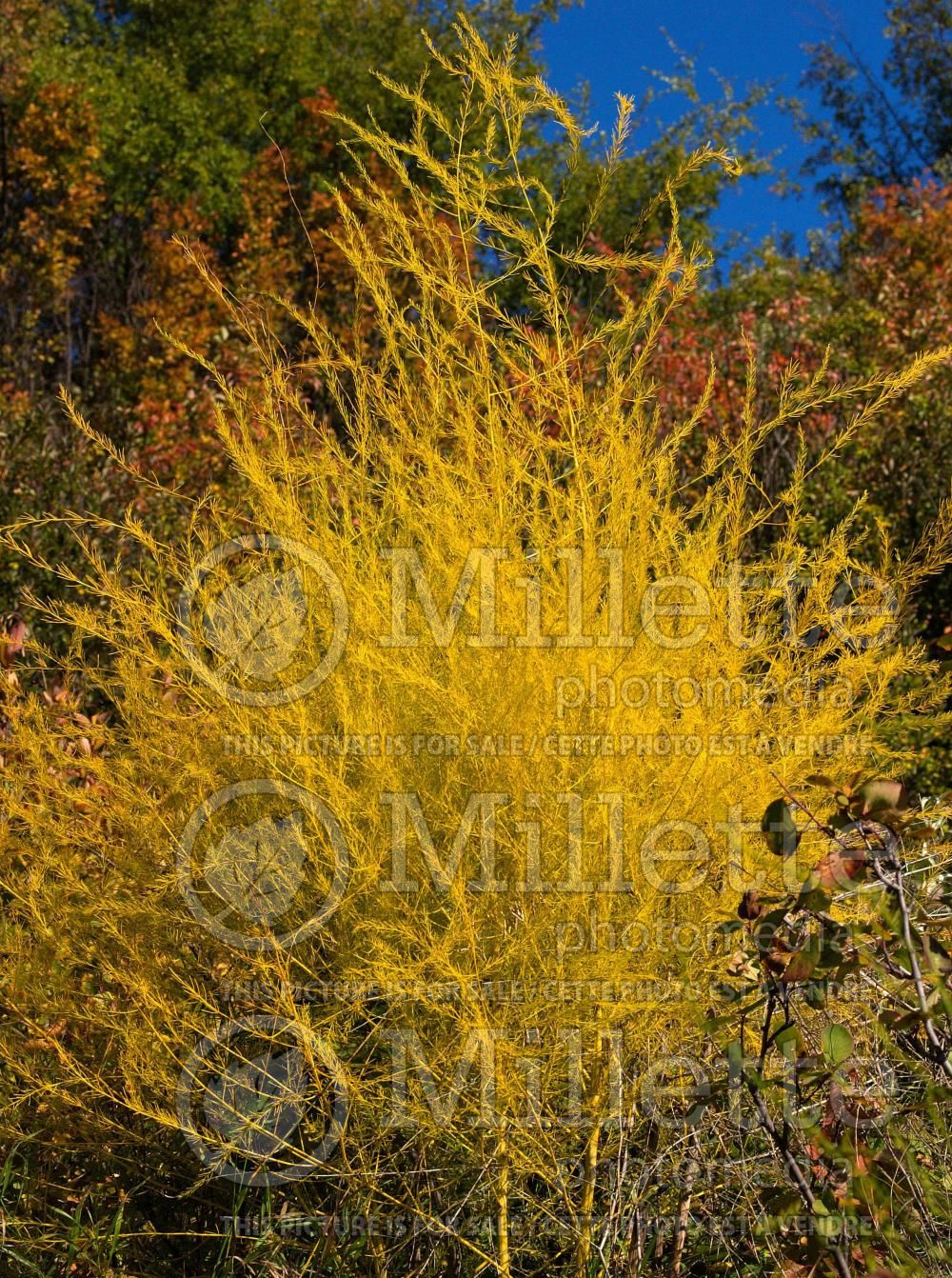 Asparagus officinalis (garden asparagus vegetable) 2