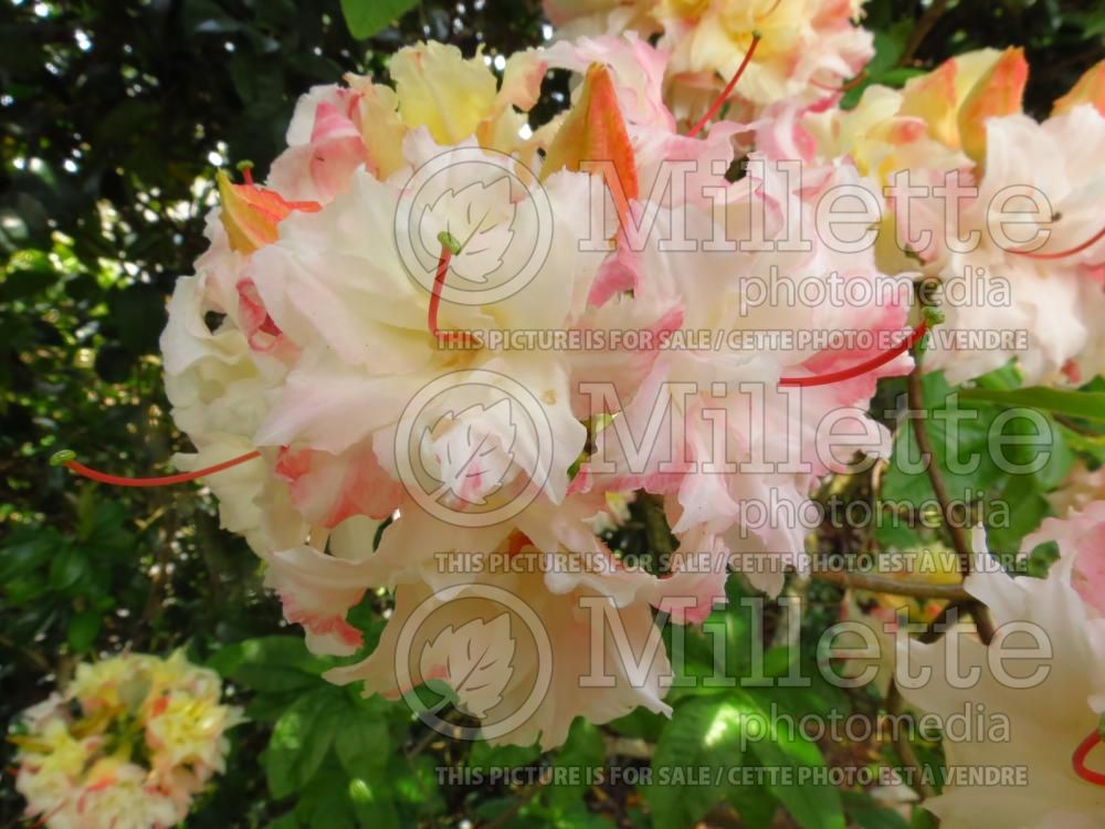 Azalea Cannon's Double (Rhododendron azalea) 9