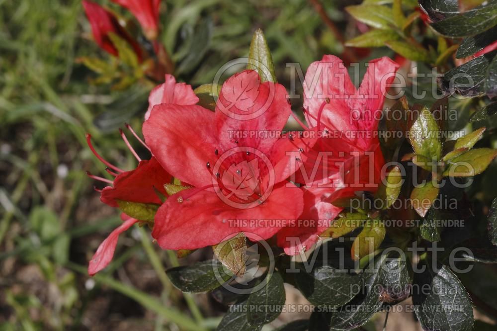 Azalea or Rhododendron Aladdin Scout (Rhododendron Azalea) 2