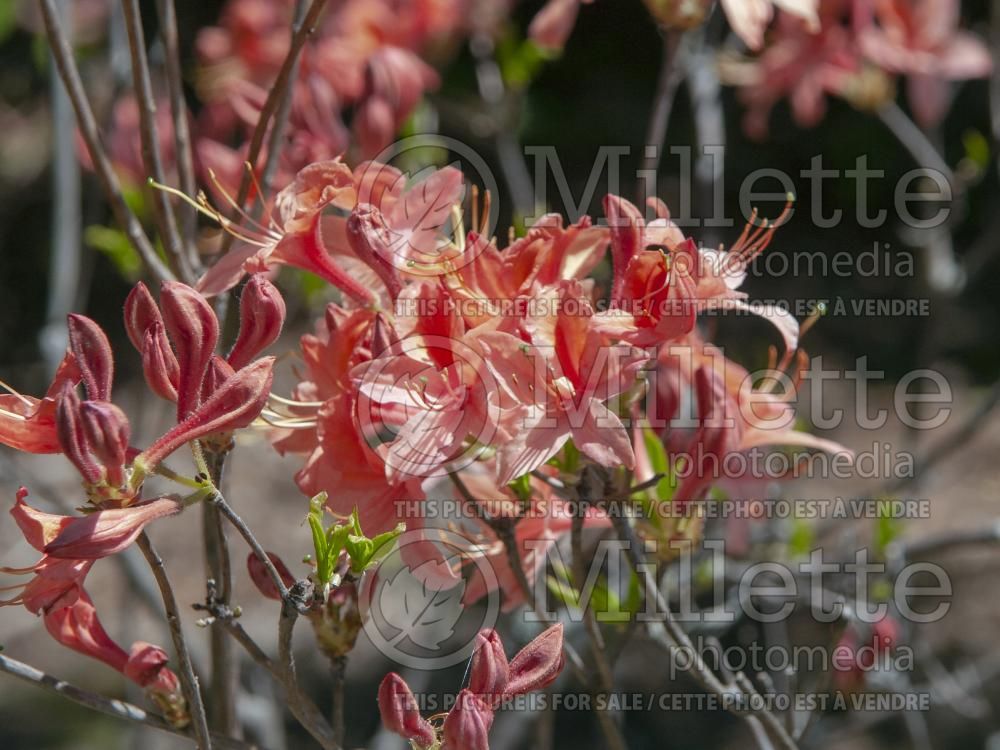 Azalea Spicy Lights (Azalea Rhododendron) 2