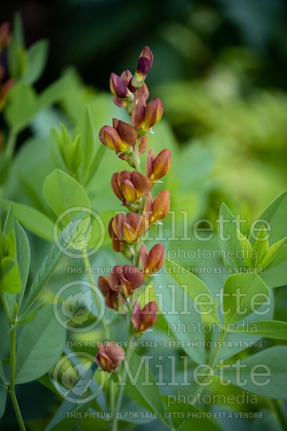 Baptisia Brownie Points (Wild Indigo or False Indigo) 4