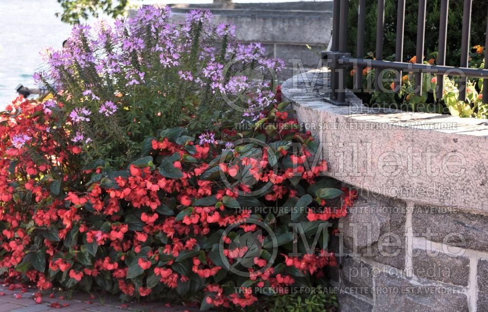 Begonia Dragon Wing Red (begonia) 1