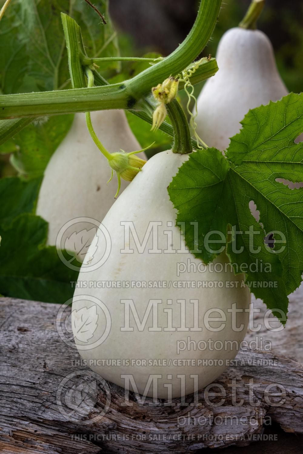 Benincasa hispida (wax gourd vegetable - courge) 2