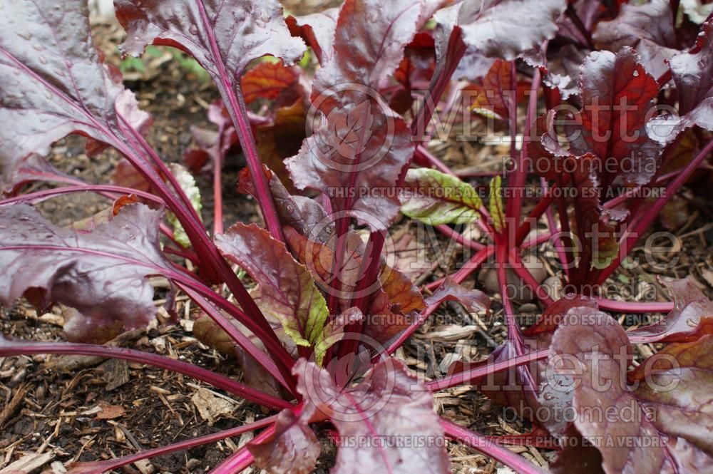 Beta Bull's Blood (Beet) 3