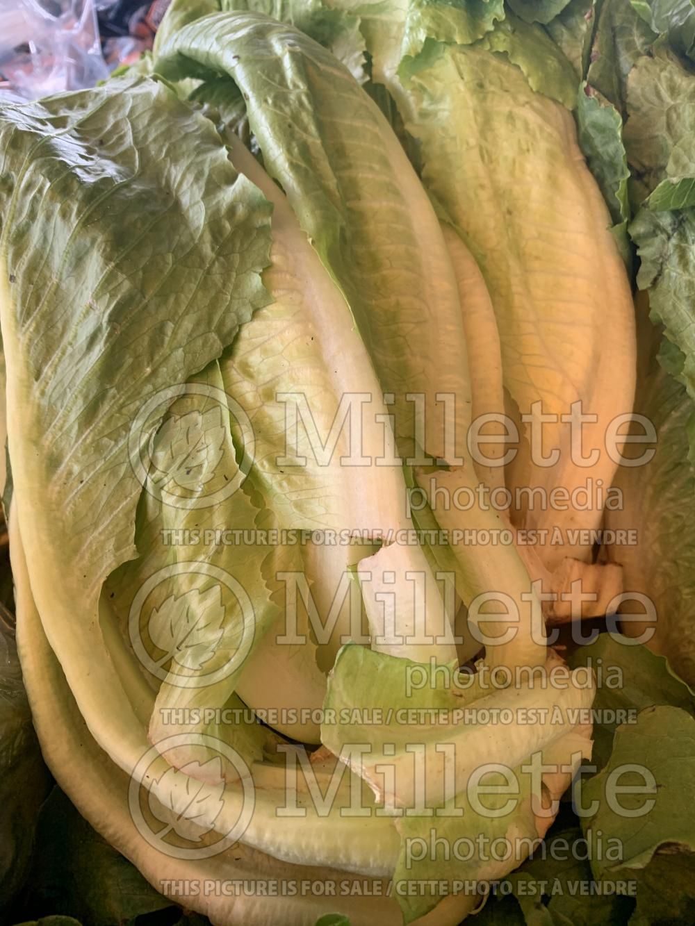 Beta vulgaris (Swiss Chard vegetable - bette-à-carde) 12