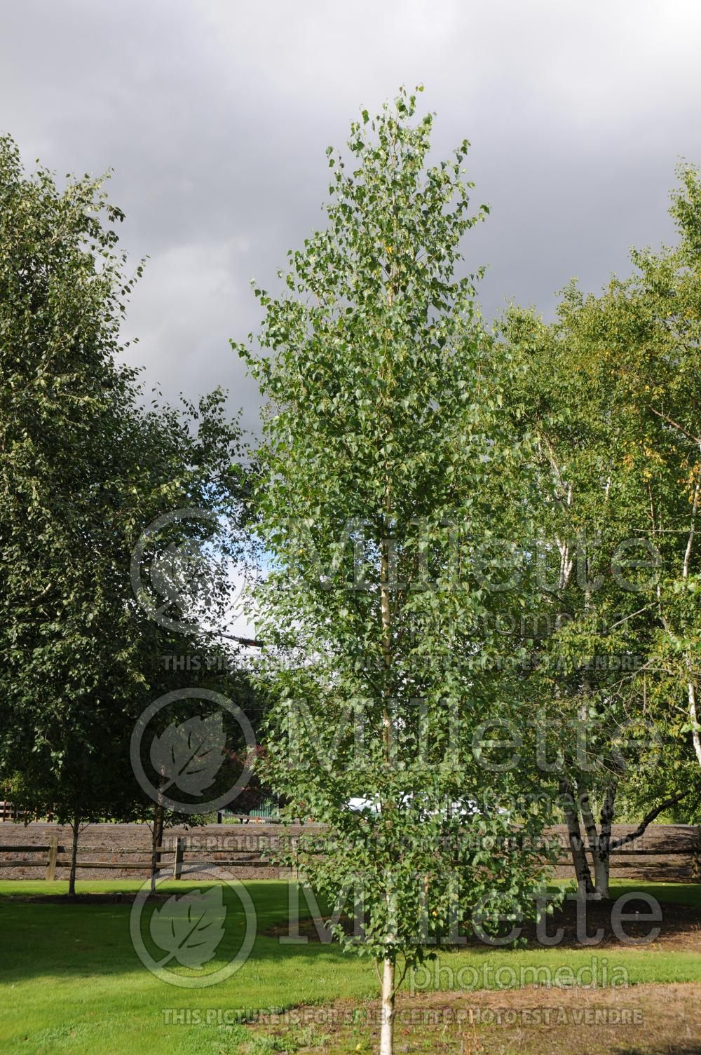 Betula Dakota Pinnacle or Fargo (Birch) 5