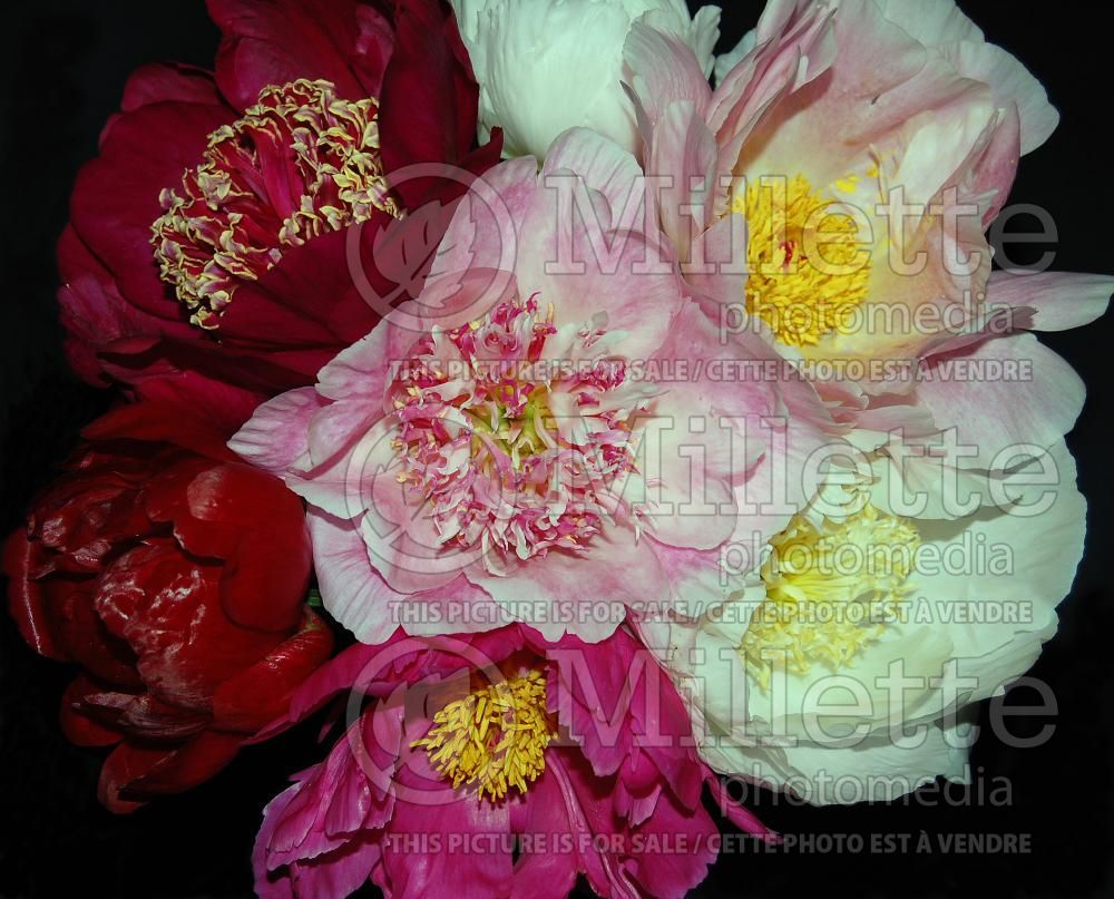 Many peony flowers in a nice bouquet (Ambiance) 25