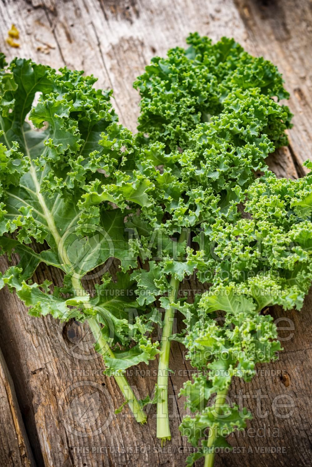 Brassica napus (Siberian kale vegetable) 1