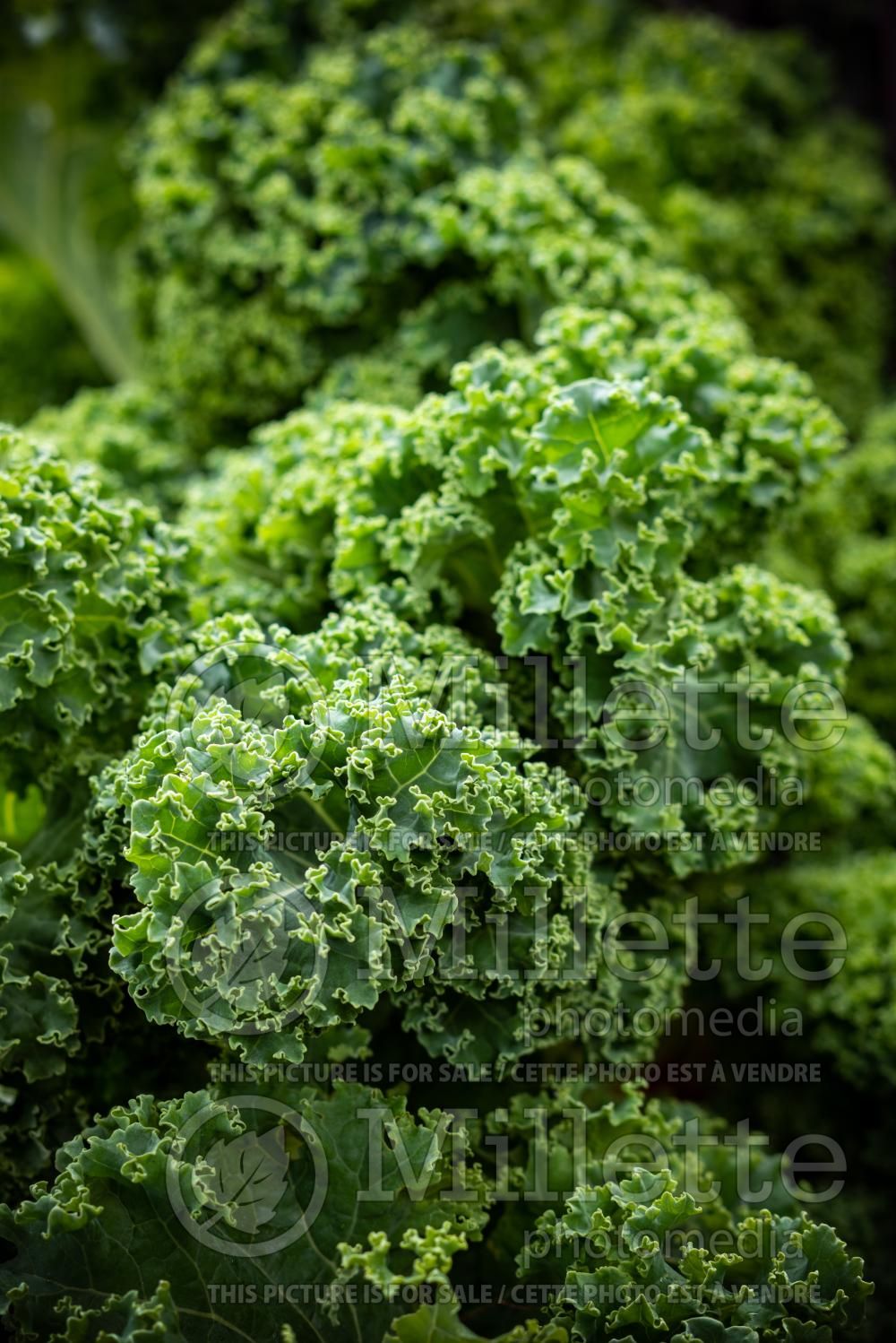 Brassica napus (Siberian kale vegetable) 3
