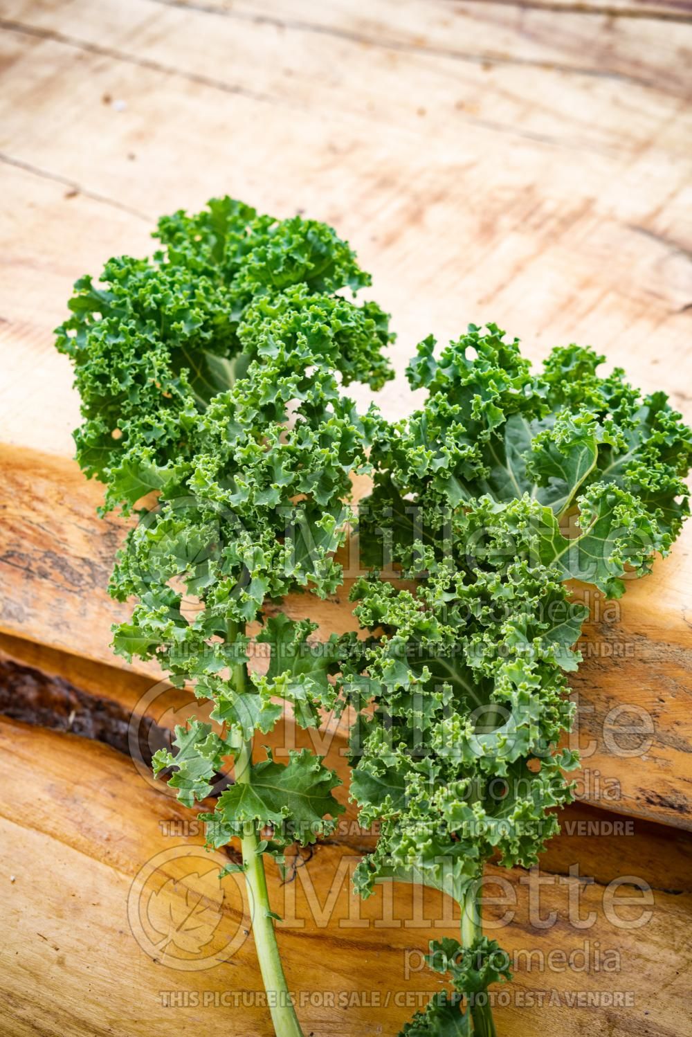 Brassica napus (Siberian kale vegetable) 4