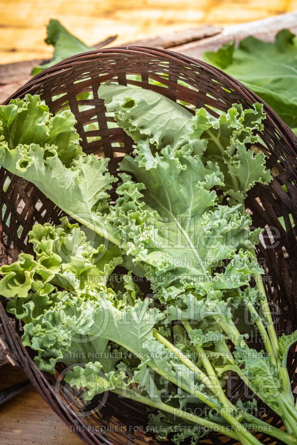 Brassica Lacinato (kale vegetable – chou frisé) 7