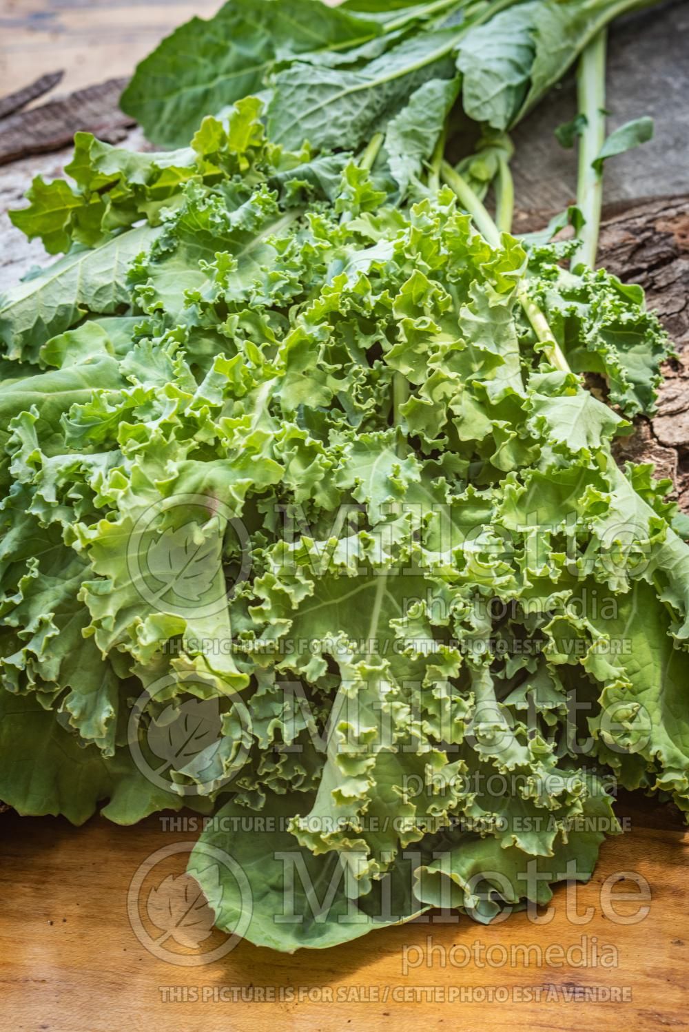 Brassica Lacinato (kale vegetable – chou frisé) 4