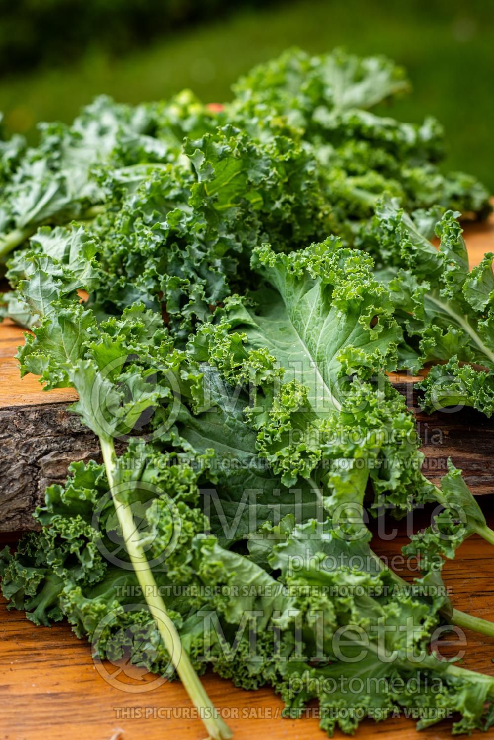Brassica Lacinato (kale vegetable – chou frisé) 5