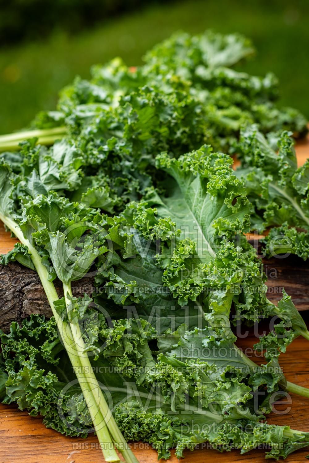 Brassica Lacinato (kale vegetable – chou frisé) 4
