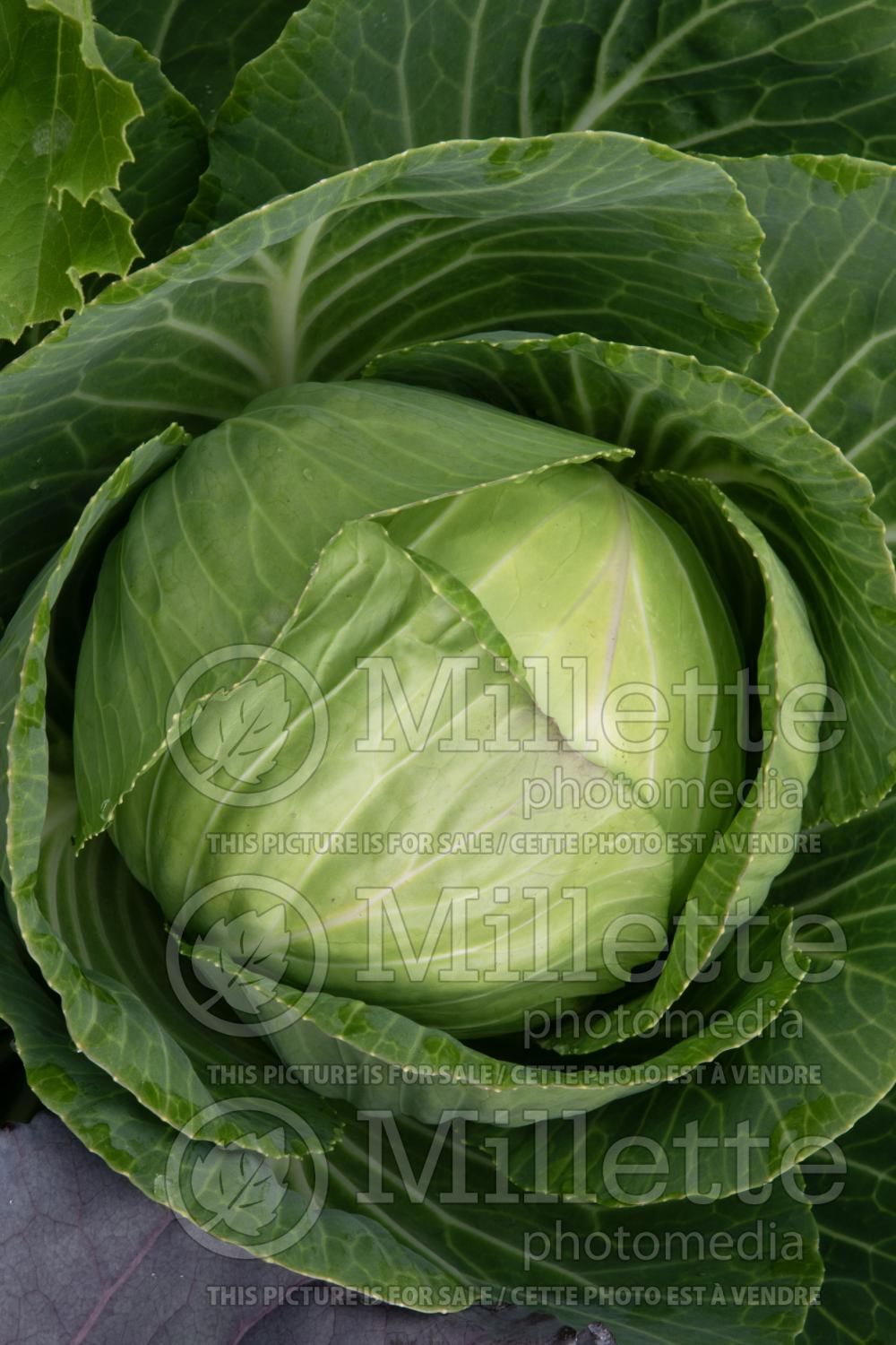 Brassica oleracea var. capitata (Cabbage vegetable - chou)) 3