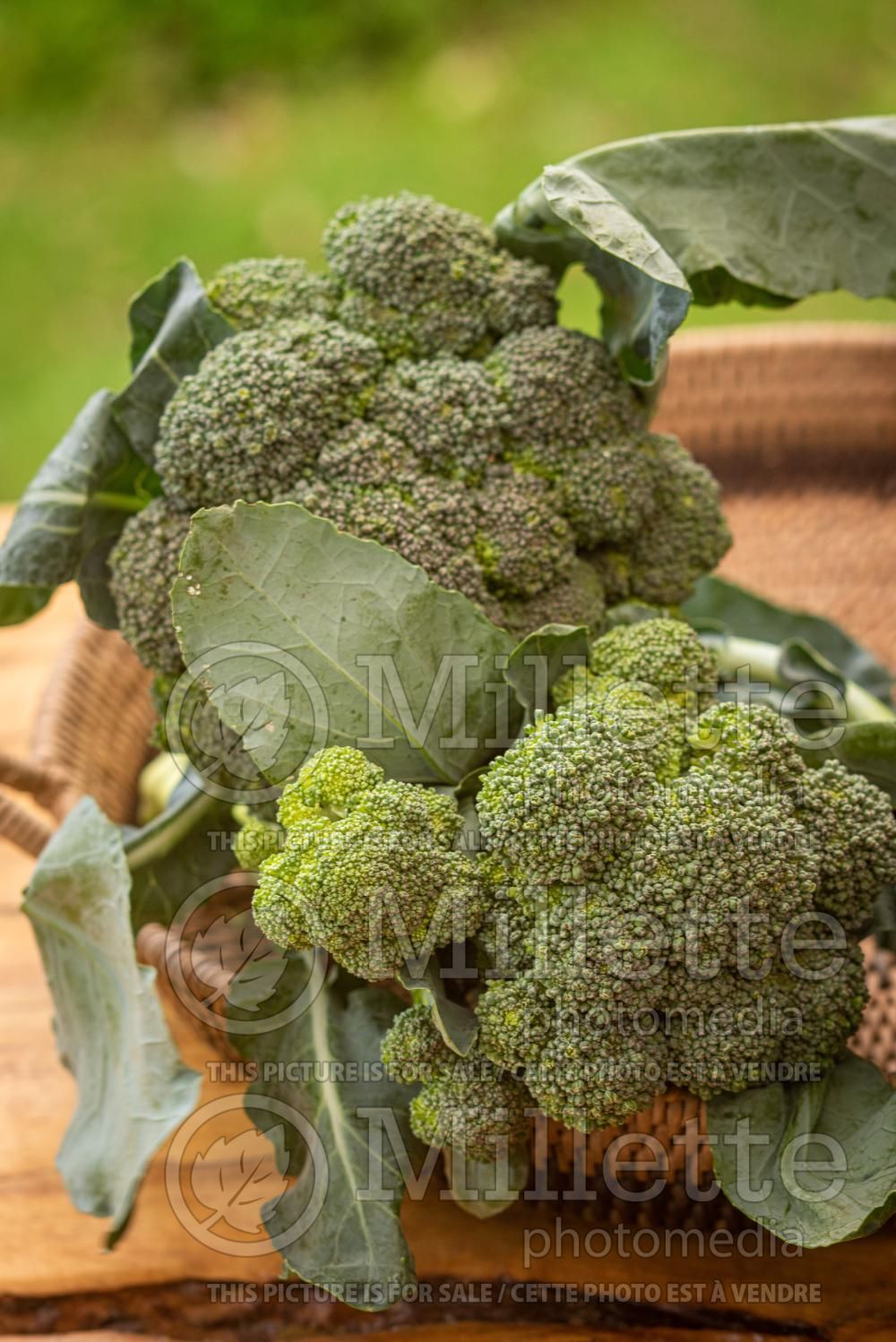 Brassica oleracea var. italica (Broccoli vegetable - brocoli) 13