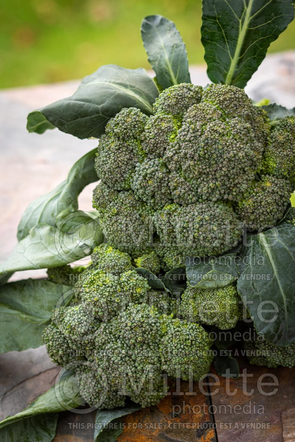 Brassica oleracea var. italica (Broccoli vegetable - brocoli) 12