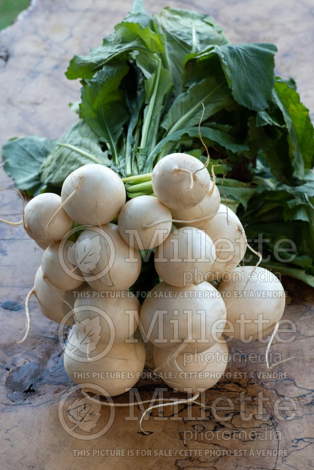 Brassica rapa subsp. rapa (Turnips vegetable) 1