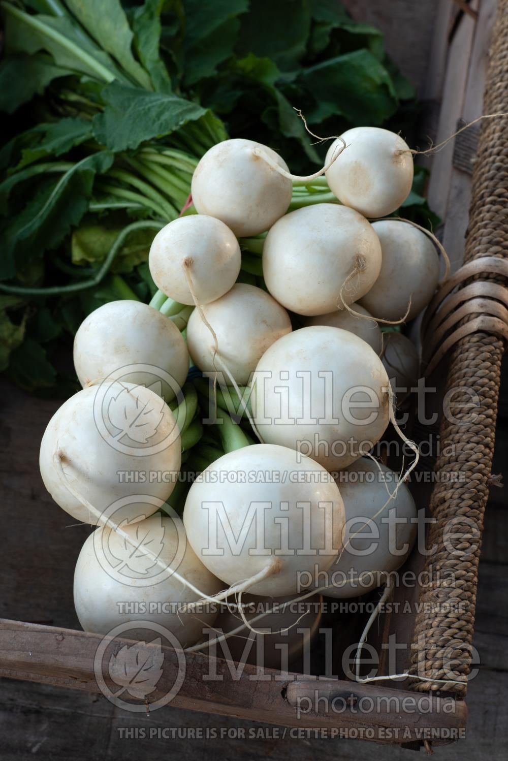 Brassica rapa subsp. rapa (Turnips vegetable) 2