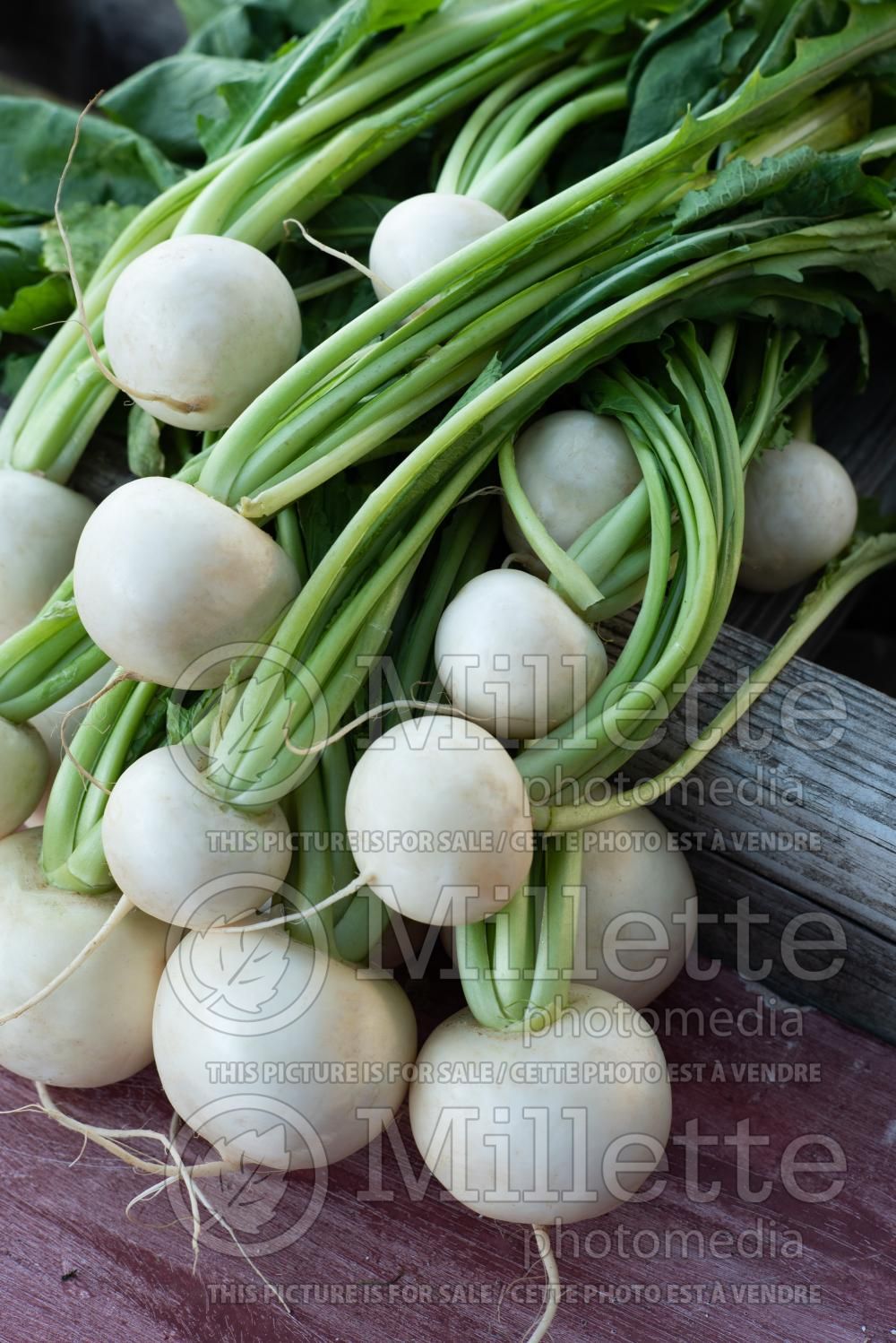 Brassica rapa subsp. rapa (Turnips vegetable) 3