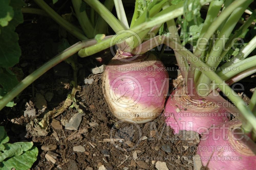 Brassica Blanc à Collet Violet (turnip vegetable - navet) 2