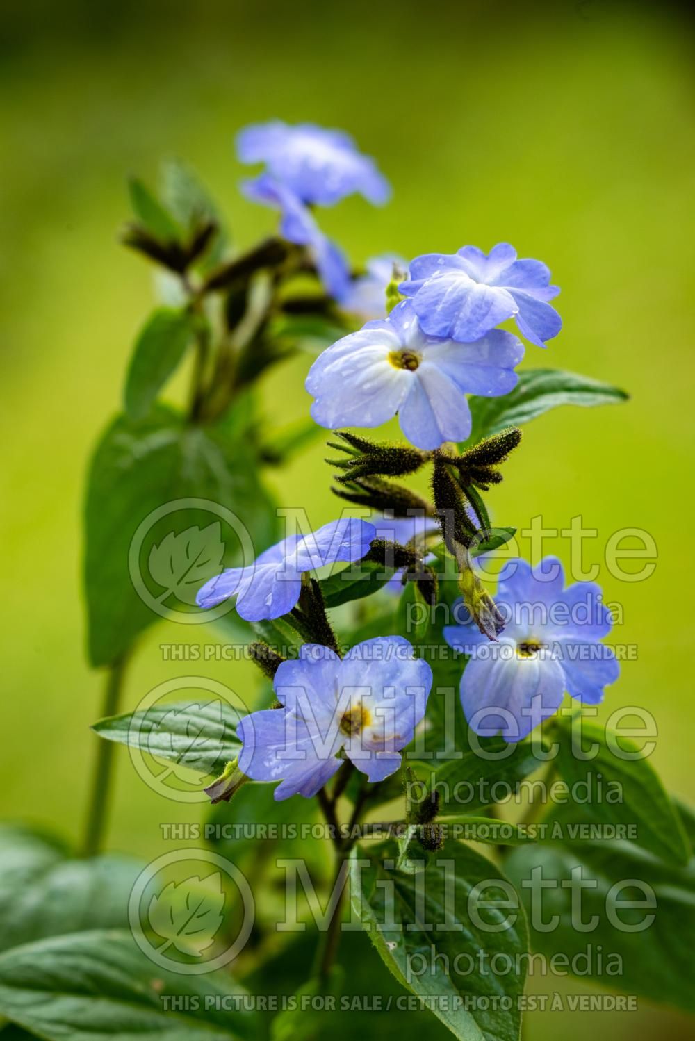Browallia speciosa (Sky Flower or Bush Violet) 1