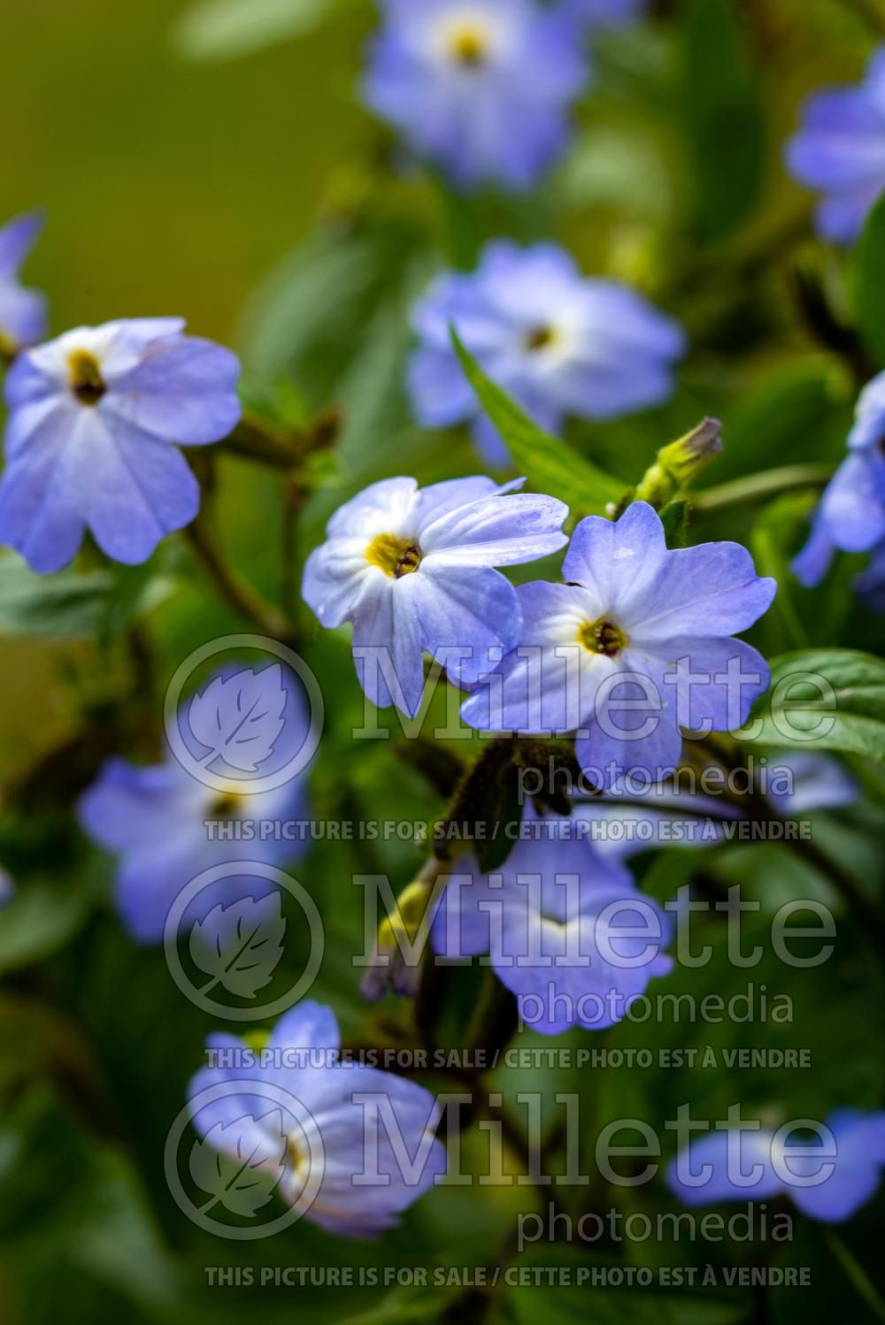 Browallia speciosa (Sky Flower or Bush Violet) 2