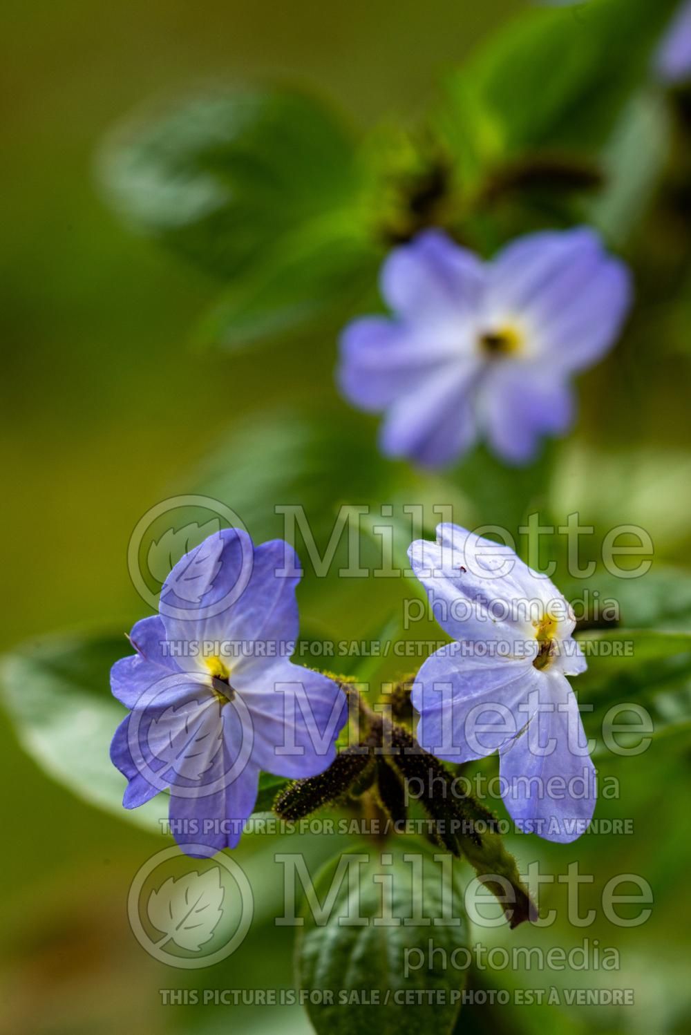 Browallia speciosa (Sky Flower or Bush Violet) 3