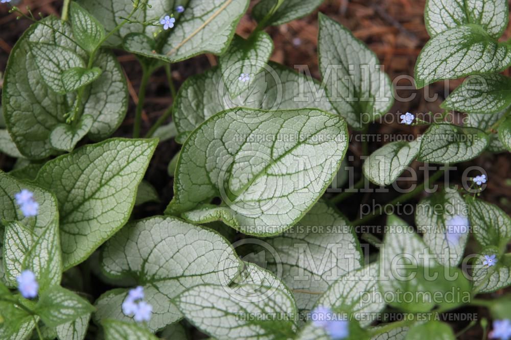 Brunnera Silver Heart (Siberian bugloss) 4