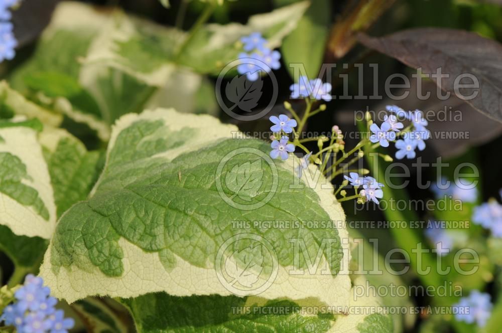 Brunnera Dawson's White (Siberian bugloss) 3