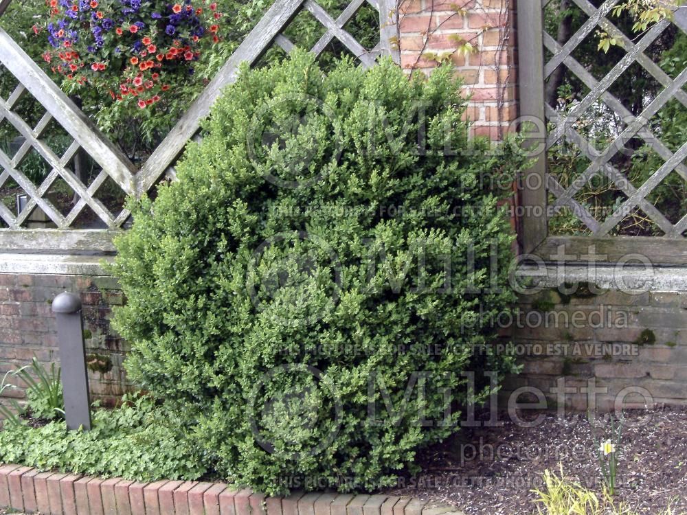 Buxus Green Mountain (Boxwood) 13
