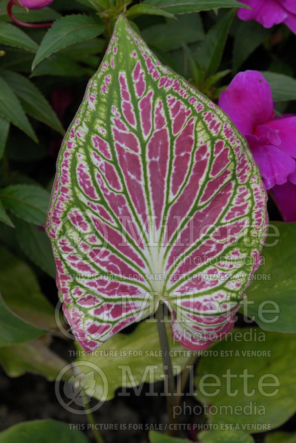 Caladium Thaï Beauty (Caladium) 1