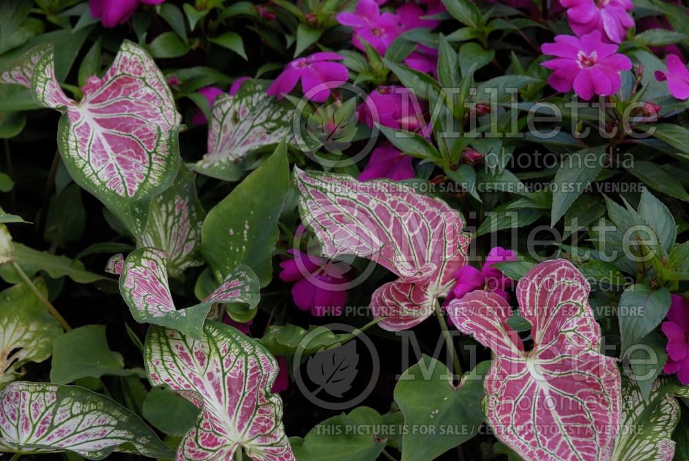 Caladium Thaï Beauty (Caladium) 2